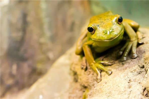 梦见癞蛤蟆追我