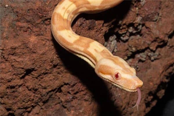 梦见吃蛇肉是什么意思 梦见吃蛇肉是什么意思