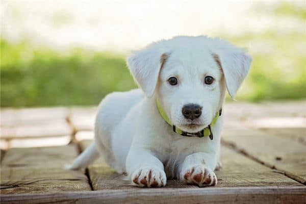 梦见被狗追着咬 梦见被狗追着咬