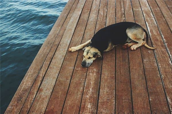 梦见自己养的狗死了 梦见自己养的狗死了