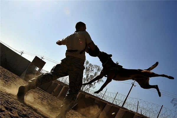 做梦梦见被狗咬了 做梦梦见被狗咬了