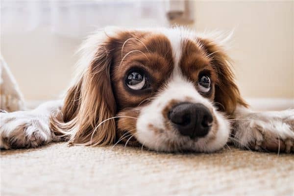 梦见一群狗 梦见一群狗