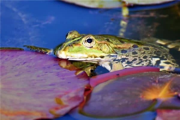 孕妇梦见癞蛤蟆