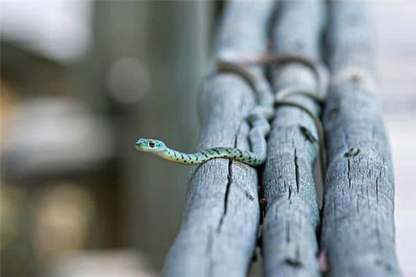 梦见大蛇和小蛇 梦见大蛇和小蛇