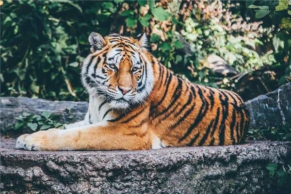 梦见与老虎搏斗