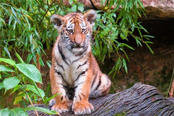 梦见一只小老虎 梦见一只小老虎