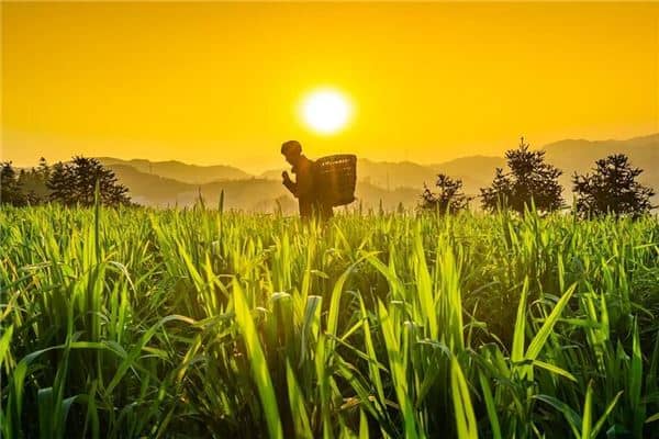 梦见自己做农活