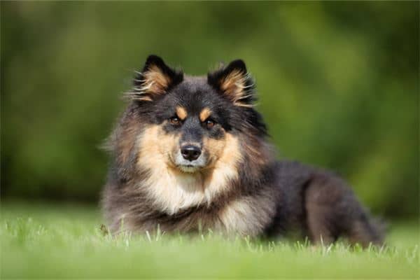 梦见狗追咬自己