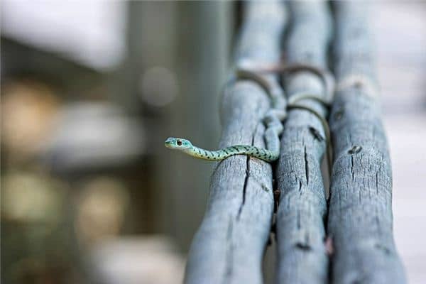 梦见父亲被蛇咬 梦见父亲被蛇咬