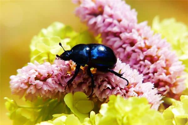 梦见甲壳虫是什么意思 梦见甲壳虫是什么意思