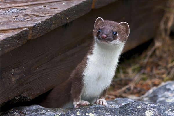 梦见黄鼠狼是什么预兆 梦见黄鼠狼是什么预兆