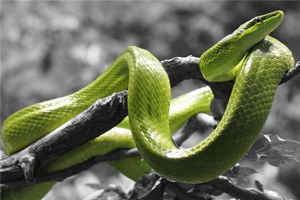 梦见孕妇蛇是什么意思 梦见孕妇蛇是什么意思