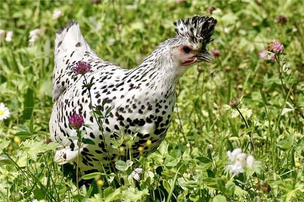 梦见吃鸡头是什么意思 梦见吃鸡头是什么意思