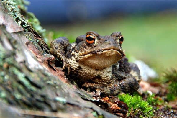 梦见癞蛤蟆是什么预兆 梦见癞蛤蟆是什么预兆