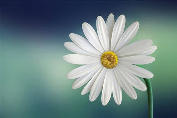 梦见白色花是什么意思 梦见白色花是什么意思