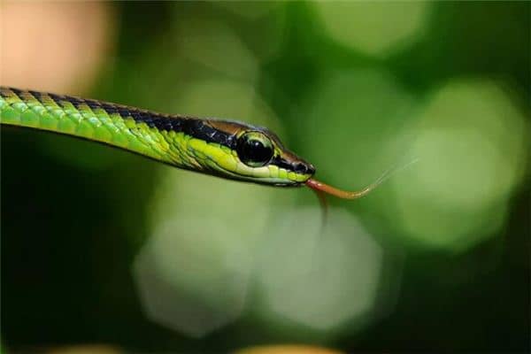 梦见蛇吃蛇是什么意思 梦见蛇吃蛇是什么意思