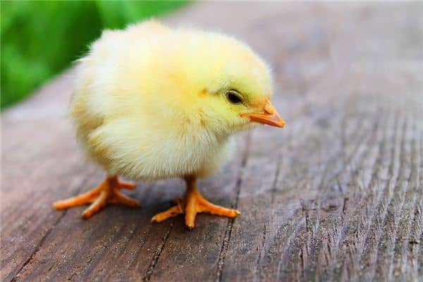 梦见小鸡鸡是什么意思 梦见小鸡鸡是什么意思