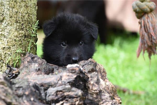 梦见狗生崽是什么意思 梦见狗生崽是什么意思
