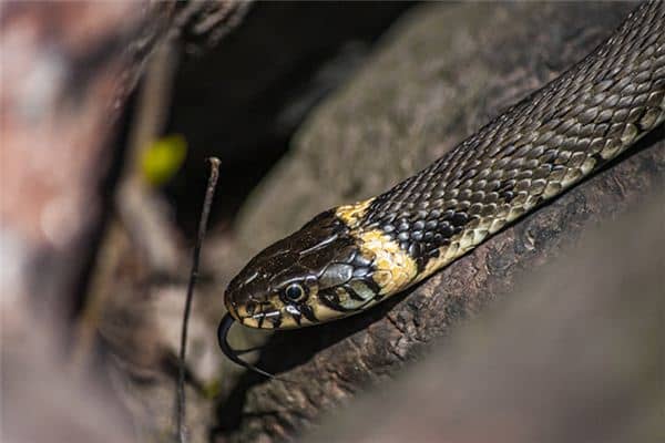 梦见踩到蛇是什么意思 梦见踩到蛇是什么意思