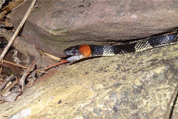 梦见被毒蛇咬伤 梦见被毒蛇咬伤