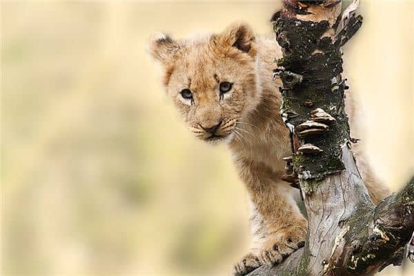 梦见小狮子是什么意思 梦见小狮子是什么意思