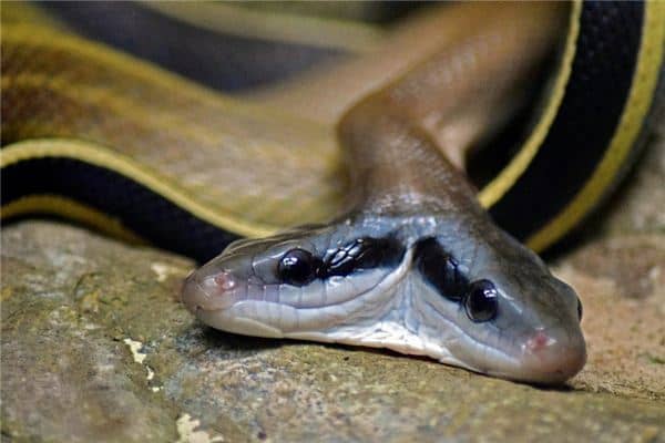 梦见两头蛇是什么意思 梦见两头蛇是什么意思