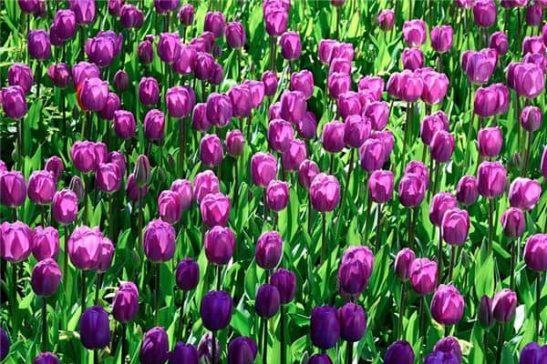 梦见花骨朵是什么意思 梦见花骨朵是什么意思