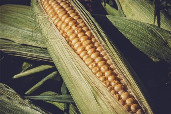 梦见捡玉米是什么意思 梦见捡玉米是什么意思