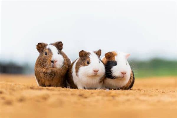 梦见打老鼠是什么预兆 梦见打老鼠是什么预兆