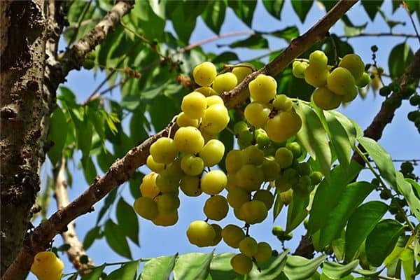 梦见开花结果是什么意思