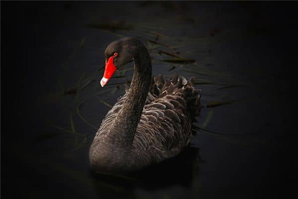 梦见黑天鹅是什么意思 梦见黑天鹅是什么意思