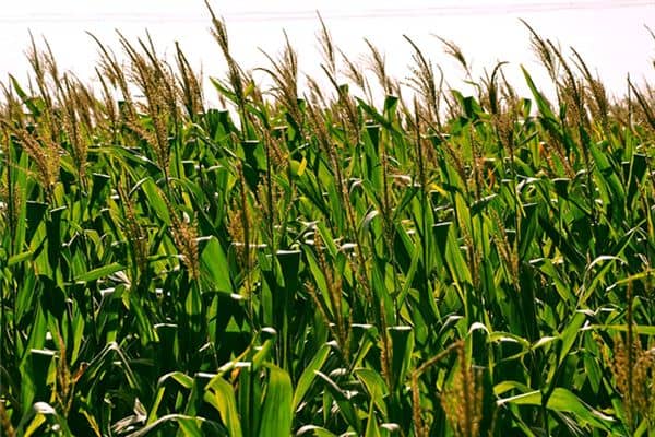 梦见收庄稼是什么意思 梦见收庄稼是什么意思