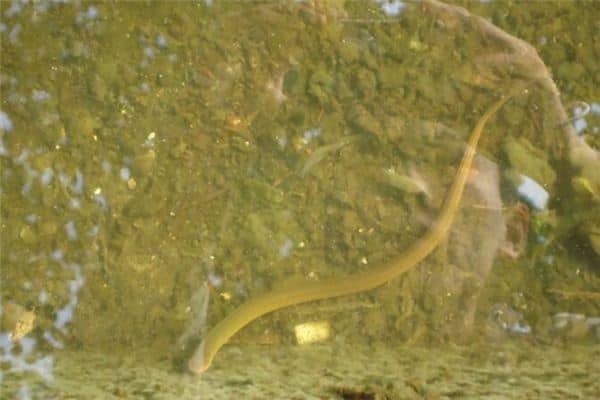 梦见捉黄鳝是什么意思 梦见捉黄鳝是什么意思