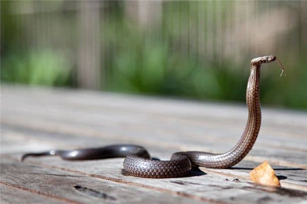 梦见把蛇打死是什么预兆