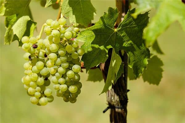 梦见吃葡萄是什么预兆 梦见吃葡萄是什么预兆