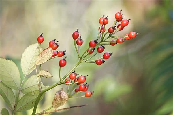 梦见吃野果是什么意思 梦见吃野果是什么意思