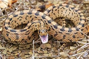 梦见男人蛇是什么意思 梦见男人蛇是什么意思