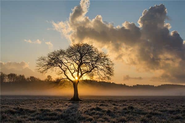 梦见树倒了是什么意思 梦见树倒了是什么意思