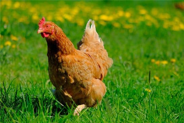 梦见孕妇鸡是什么意思 梦见孕妇鸡是什么意思