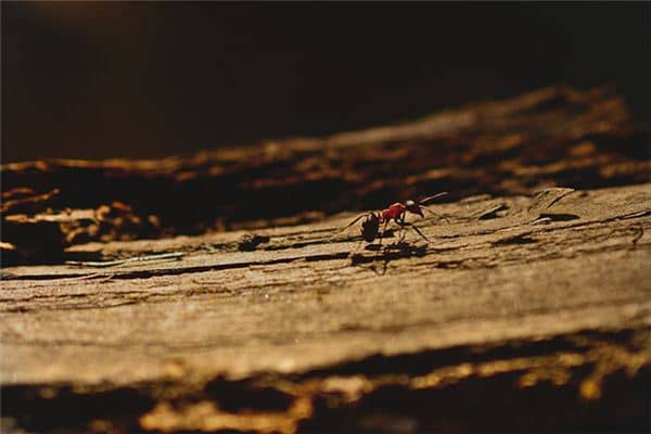 梦见被蚂蚁咬是什么意思