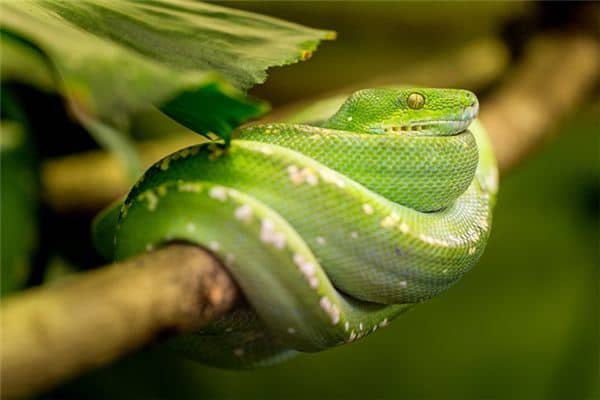 梦见蛇吃人是什么意思 梦见蛇吃人是什么意思