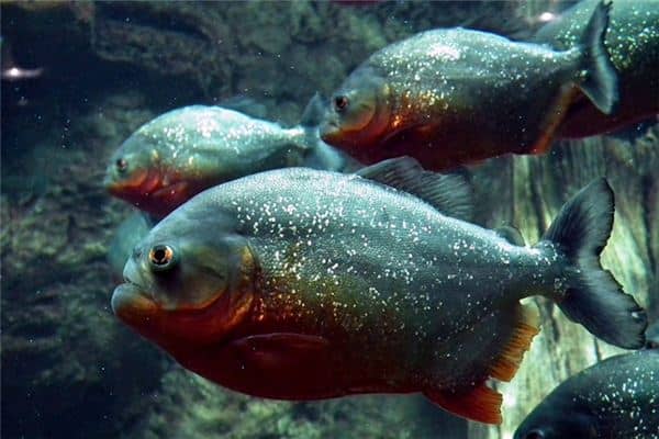 梦见食人鱼是什么意思 梦见食人鱼是什么意思