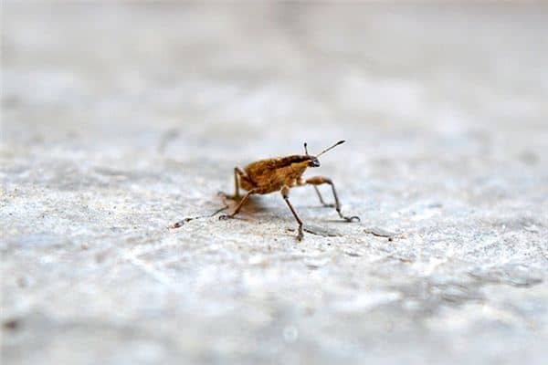 梦见被虫咬是什么预兆 梦见被虫咬是什么预兆