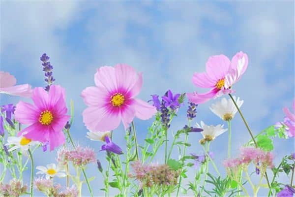 梦见花开了是什么意思 梦见花开了是什么意思