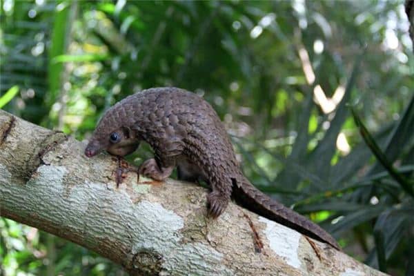 梦见穿山甲是什么意思 梦见穿山甲是什么意思