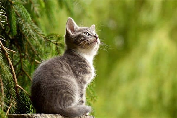 梦见被猫抓是什么预兆 梦见被猫抓是什么预兆