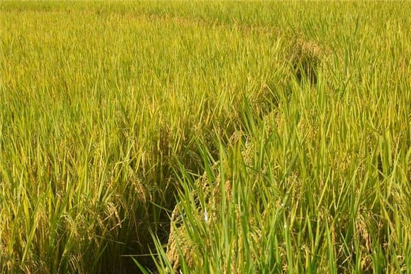 梦见收稻子是什么意思 梦见收稻子是什么意思