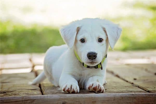 梦见小白狗是什么意思 梦见小白狗是什么意思