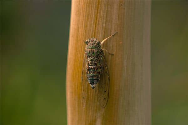 梦见知了猴是什么意思 梦见知了猴是什么意思