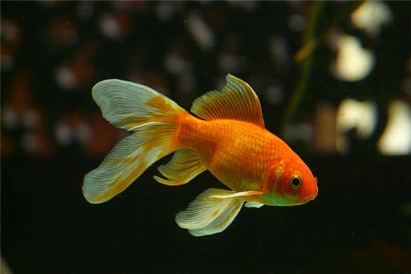 梦见红鲤鱼是什么预兆 梦见红鲤鱼是什么预兆